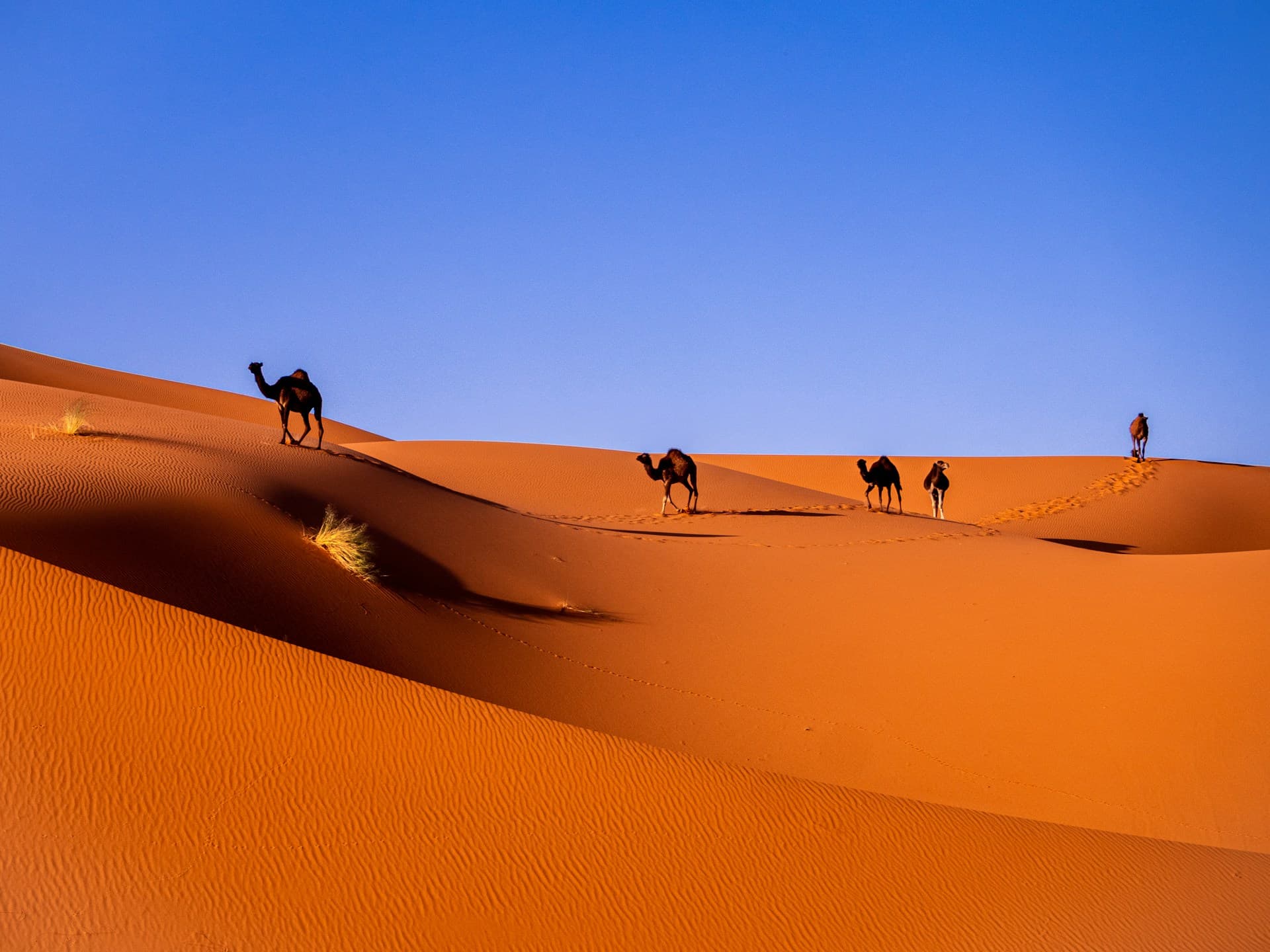Camels traversing the Moroccan desert landscape, representing the traditional desert experience and the authentic nomadic culture of the region.